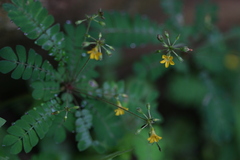 Biophytum sensitivum var. candolleanum